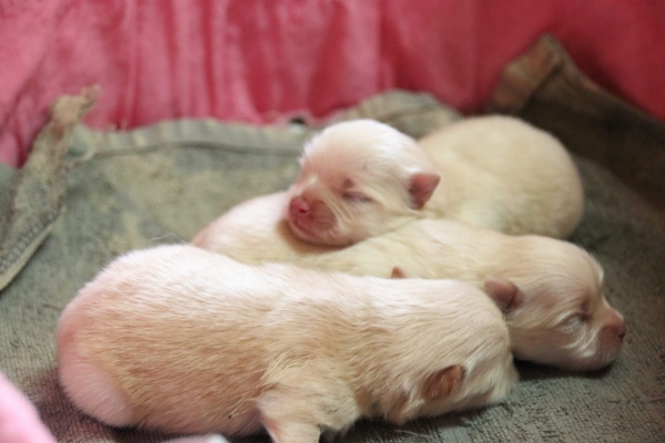생후 60일 미만의 어린 강아지는 분양하지 않는다.