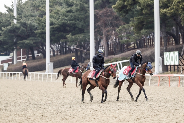 한국 경주마 수준 높인다... 마사회, ‘조교전문기수’ 1년 연장 운영
