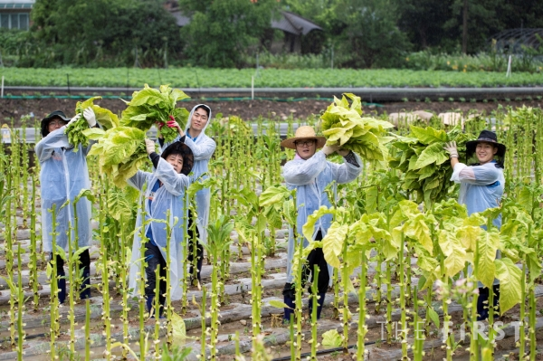KT&G, 14년째 잎담배 수확 봉사… 농민과 꾸준한 상생 실천