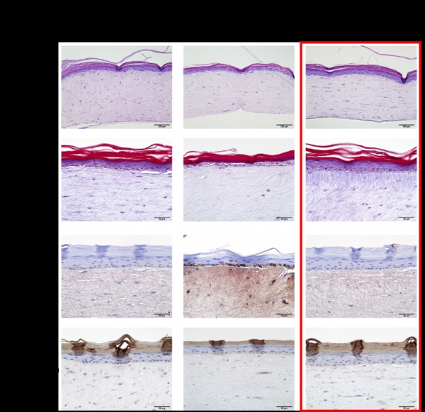 아모레퍼시픽, KAIST와 공동연구 통해 피부세포 역노화 원천기술 개발