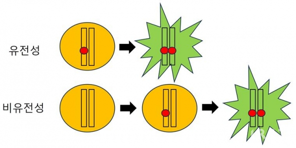 ▲그림설명=모든 세포는(노란색 원) 두 개의 대립유전자(막대)를 갖고 있다. 유전성 환자는 태어날 때 이미 한쪽 대립유전자에 RB1 이상(빨간색 원)을 갖고 있다. 나머지 한 개의 대립유전자에 RB1 기능이상이 발생하면 망막모세포종이 발생한다(초록색 별). 이에 반해 비유전성 환자는 양쪽 대립유전자에 모두 정상적인 RB1을 가지고 있지만, 자연적으로 두 개 모두에 RB1 기능이상이 발생하면 망막모세포종이 발생한다.