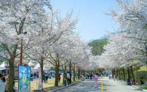 소노인터내셔널 비발디파크, ‘2024 봄봄축제’ 개최