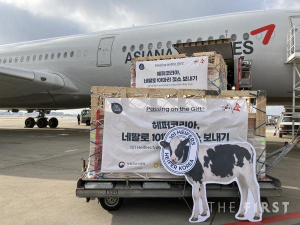 아시아나항공, '네팔로 101마리 젖소 보내기' 사업에 참여해 젖소 42마리 운송