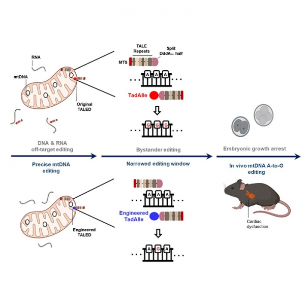 기존의 미토콘드리아 유전자 교정기술인 TALED는 무작위한 RNA 및 DNA 변형을 일으켜 생쥐배아에 적용할 경우 비정상적인 발달을 하는 반면(위), 연구진이 개량한 TALED-V28R은 무작위한 RNA 및 DNA 변형을 줄이고, 미토콘드리아 질환모델 개발에도 성공했다 