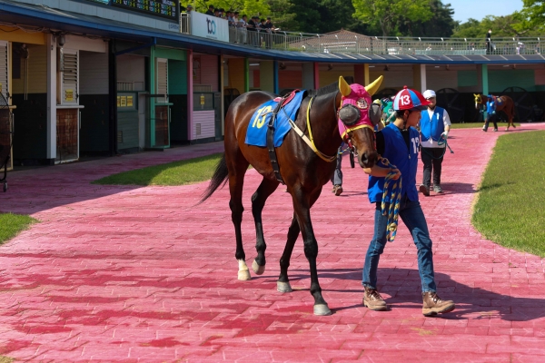 제42회 일간스포츠배 4일 개최…1800m서 관록과 신예 맞대결