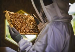 한화그룹, 태양광으로 꿀벌 지키는 탄소저감벌집 '솔라비하이브' 공개